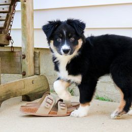 Blackberry - Black tri-color Australian Shepherd puppy in Indianapolis, Indiana from Sunburst Australian Shepherds