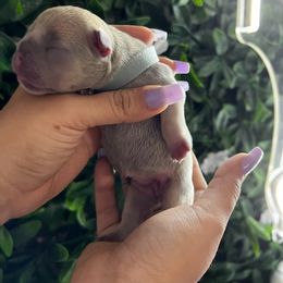 French Bulldog Puppies from K-way Frenchies