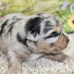 Blue Merle Male3 - Blue merle male Miniature Australian Shepherd puppy in Ronan, Montana from Dirt Road Aussie’s of Montana