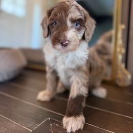 Macallen - Merle male Goldendoodle puppy in Queen Creek, Arizona from Sunny Doodles