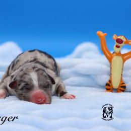 Tigger - Blue merle male Miniature Australian Shepherd puppy in Weeki Wachee, Florida from Arlington's Mini Aussies