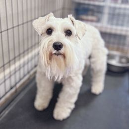 Shelby - Miniature Schnauzer