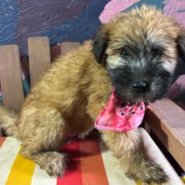 Alvin - Wheaten male Soft Coated Wheaten Terrier puppy in Gladewater, Texas from Felicias Swheaties