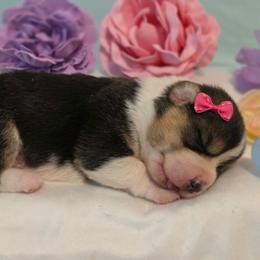 Gamora - Black and tan female Pembroke Welsh Corgi puppy in Austin, Texas from Cutest Corgi's of Austin
