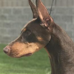 Rikki - Doberman Pinscher