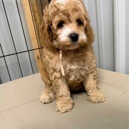 Light pink collar - Buff and white female Cockapoo puppy in Wesson, Mississippi from Southern Country Doodles