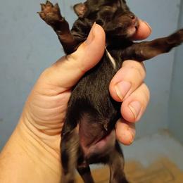 Little Miss - Black female Pomeranian puppy in Parthenon, Arkansas from Michelle's Poms