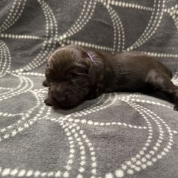 Girl 1 - female Boykin Spaniel puppy in Carlton, Georgia from Weavers Kennels