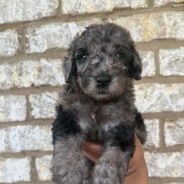 Red collar boy - Merle male Goldendoodle puppy in Lithia Springs, Georgia from Opulent Goldendoodles