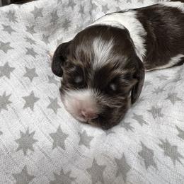 Camel (Cam) - Brown white and tan male Cocker Spaniel puppy in Camp Douglas, Wisconsin from Bluff Country Cockers