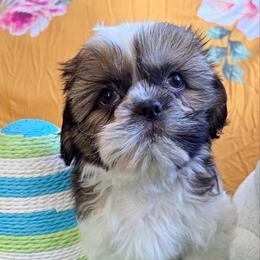 John - Gold and white male Shih Tzu puppy in Hemet, California from Aloha Shih Tzu