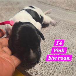 Pink - Black roan female German Shorthaired Pointer puppy in Dahlonega, Georgia from Pointer Mountain Bird Dogs