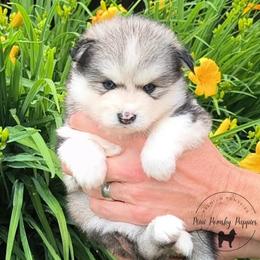 Boy 2 - male Pomsky puppy in Menahga, Minnesota from Mini Pomsky Puppies