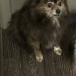 Trudie - Pomeranian