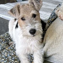 Hazel - Wire Fox Terrier
