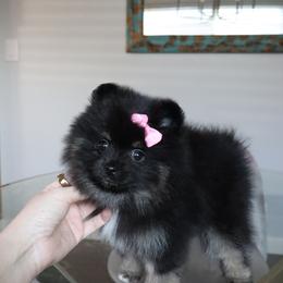 Pomeranian Puppies from Eelan’s Poms
