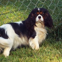 Cavalier King Charles Spaniel All Grown Up from Claymoore Cavaliers