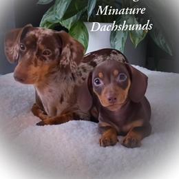 Dachshund and Great Dane Puppies from AZ's Prestigious Minature Dachshunds