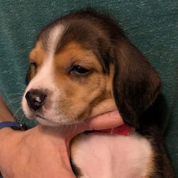Pink Collar Girl - Black tan and white female Beagle puppy in Dayton, Ohio from Copper Sky Beagles