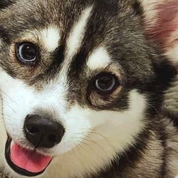 Sophie - Pomsky