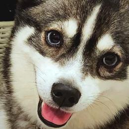 Sophie - Pomsky