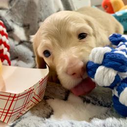 Coney - Fawn (isabella) and cream female Dachshund puppy in Fontana, California from DOXI.E.