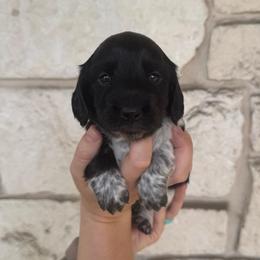 Waylon - Piebald male Dachshund puppy in Troup, Texas from East Texas Dachshunds