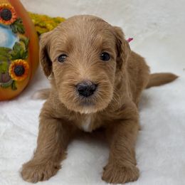 Hilda - Cream female Goldendoodle puppy in Casselberry, Florida from My Little Doodle