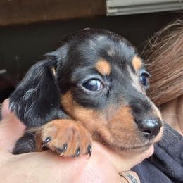 Black and tan dapple smooth girl more black - Dapple female Dachshund puppy in Caldwell, Idaho from Dozendachs