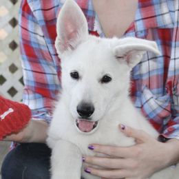 German Shepherds from Paws Inn Kennel