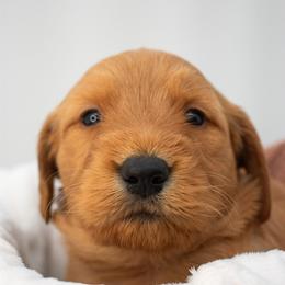 Flash(Green) - Red  male Goldendoodle puppy in Lafayette, Alabama from Sweethaven Kennels