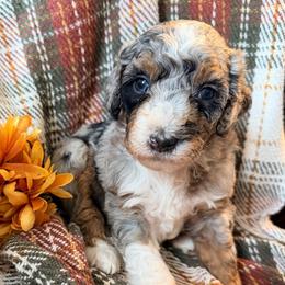 Paisley (4,800) - Merle female Bernedoodle puppy in Grandview, Texas from Big Sky Bernedoodles