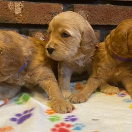 Goldendoodle and Poodle Puppies from Willow Grace Doodles