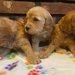 Goldendoodle and Poodle Puppies from Willow Grace Doodles