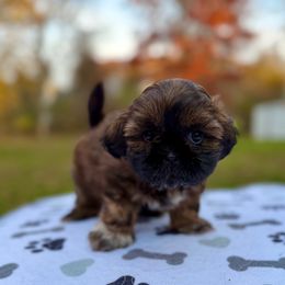 Girl 1 - female Shih Tzu puppy in Wakefield, Rhode Island from Shih Tzu Companions