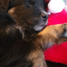 Australian Shepherd Puppies from Summit Australian Shepherds