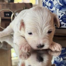 Dot - White female Maltipoo puppy in Wendell, North Carolina from Teddys Teddy Bears