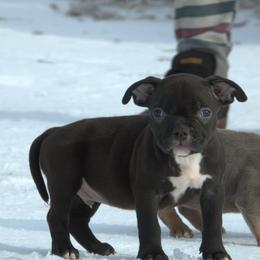 Barak - Black tri-color male American Bully puppy in Orlinda, Tennessee from SimplyBullies