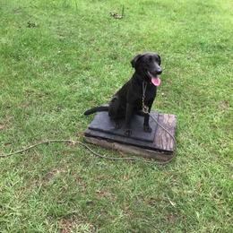 Labrador Retrievers from Midnight Ridge Retrievers LLC