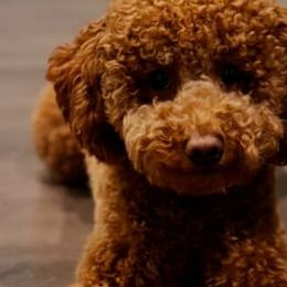 Goldendoodles from With Love Golden Doodles