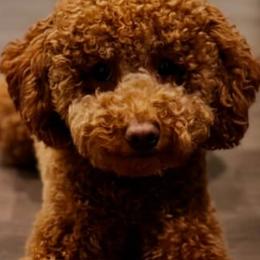 Goldendoodles from With Love Golden Doodles