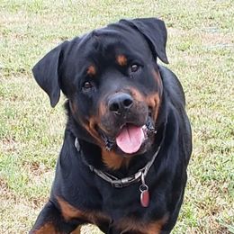 Cash - Rottweiler