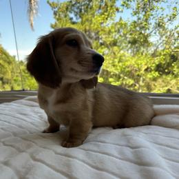 Oakley - Cream male Dachshund puppy in San Diego, California from Enchantables