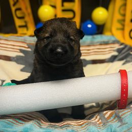 Red Collar - Sable male German Shepherd puppy in Bingham County, Idaho from Reign Land