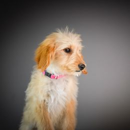 Petunia - Cream female Goldendoodle puppy in Caldwell, Idaho from Boise Doodle Co.