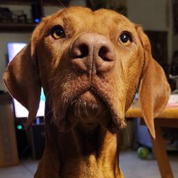 Bourbon - Vizsla