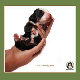 Aussiedoodle puppies from Our Appalachian Doodles