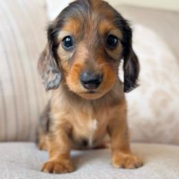 Rumble - Red male Dachshund puppy in Cape Coral, Florida from Dear Dachshunds