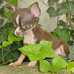 Chihuahua and Cocker Spaniel Puppies from D&D Hill Country Cockers and Chihuahuas