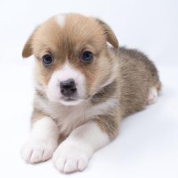 Feliz (Yellow Collar) - Health Tested Parents - Red female Pembroke Welsh Corgi puppy in Sacramento, California from Limitless Huskies